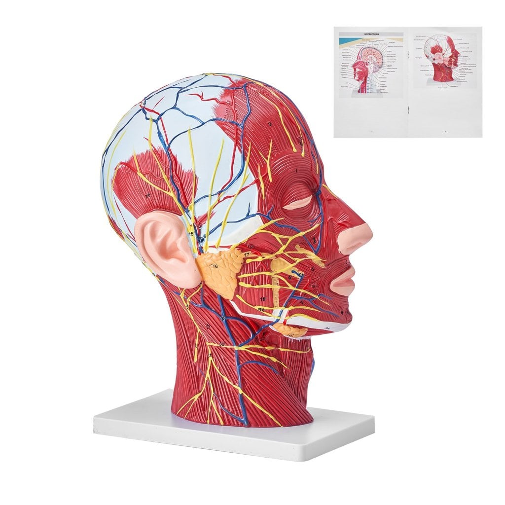 Ludzki model naczyniowo-nerwowy powierzchniowy połowy głowy z mięśniami, anatomiczny model głowy, szyi, czaszki i mózgu w skali 1:1, naturalnej wielkości, do celów dydaktycznych, edukacji dzieci, ekspozycji