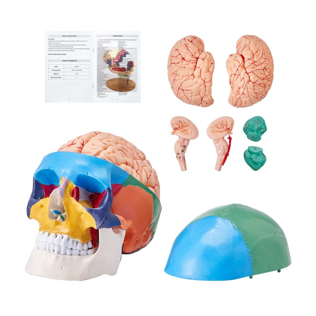 Model czaszki ludzkiej, 8 części mózgu i 3 części czaszki, naturalnej wielkości malowany model anatomicznej czaszki, anatomiczna czaszka z PVC, wyjmowany edukacyjny model czaszki do profesjonalnego nauczania, badań i nauki.