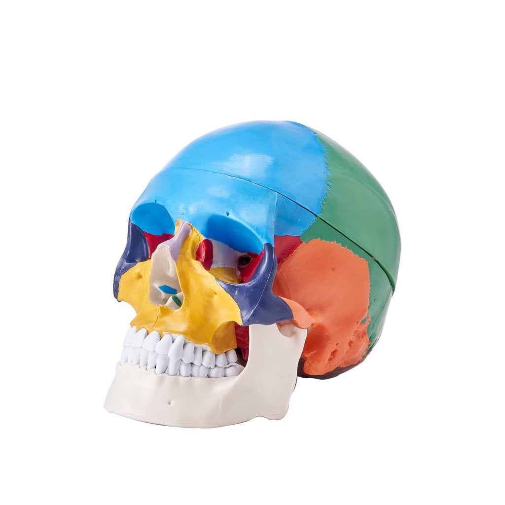 Model czaszki ludzkiej, 3-częściowy model anatomicznej czaszki ludzkiej, malowany model czaszki naturalnej wielkości, anatomiczna czaszka z PVC, wyjmowany model edukacyjny czaszki, do profesjonalnego nauczania, badań i nauki